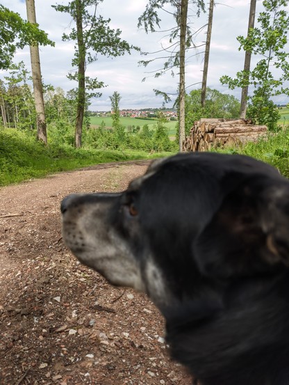 Gasthund Eddy unscharf im Vordergrund, dahinter Wald und in großer Entfernung ist ein Dorf zu sehen