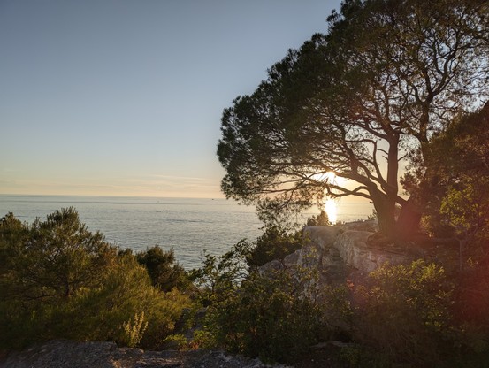 ein großer Baum durch den die untergehende Sonne strahlt und kleineres Grünzeug auf einer Klippe mit dem Meer im Hintergrund